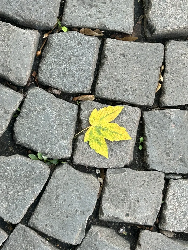 A maple leaf between the cobblestones. Heidelberg.