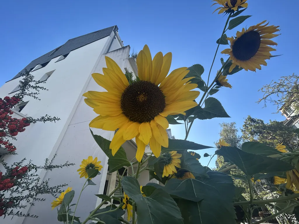 Sunflowers in late September. Darmstadt.
