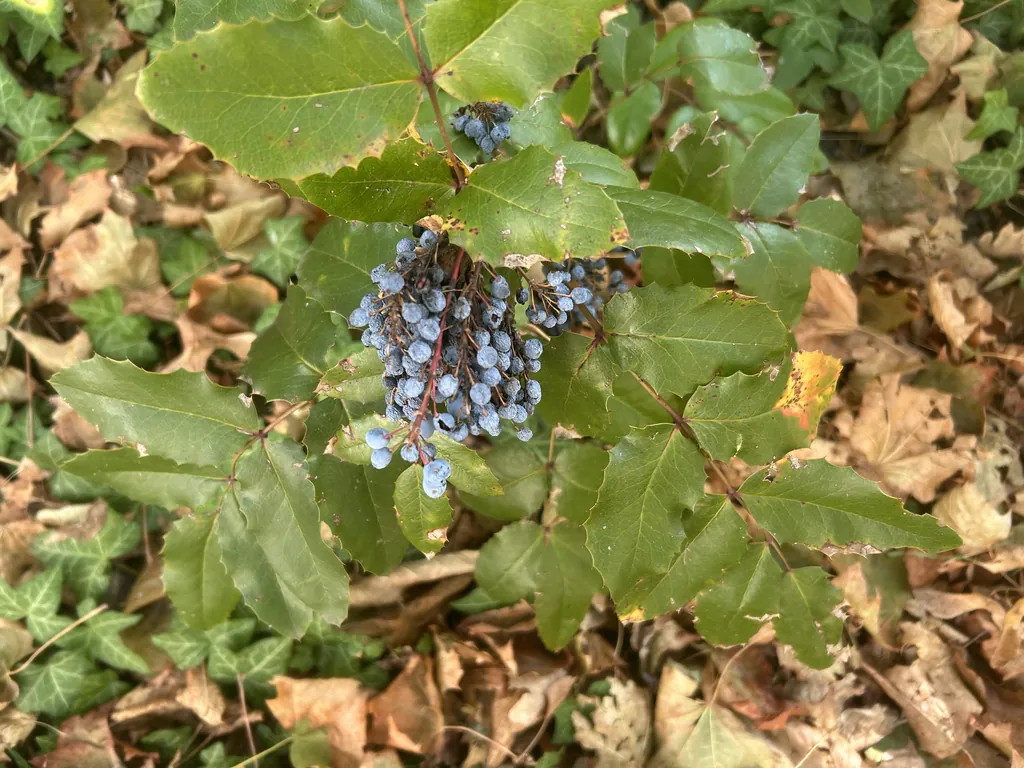 Oregon grape berries in fallen leaves. Darmstadt.